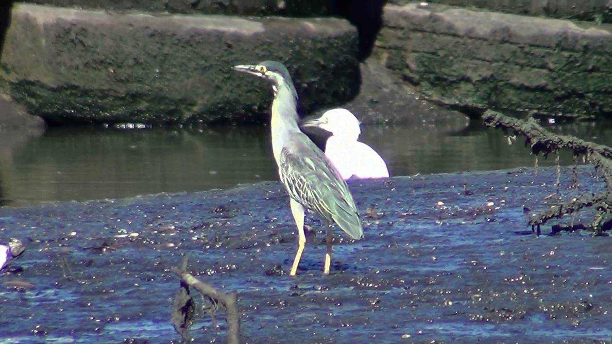 Socozinho (Butorides striata)