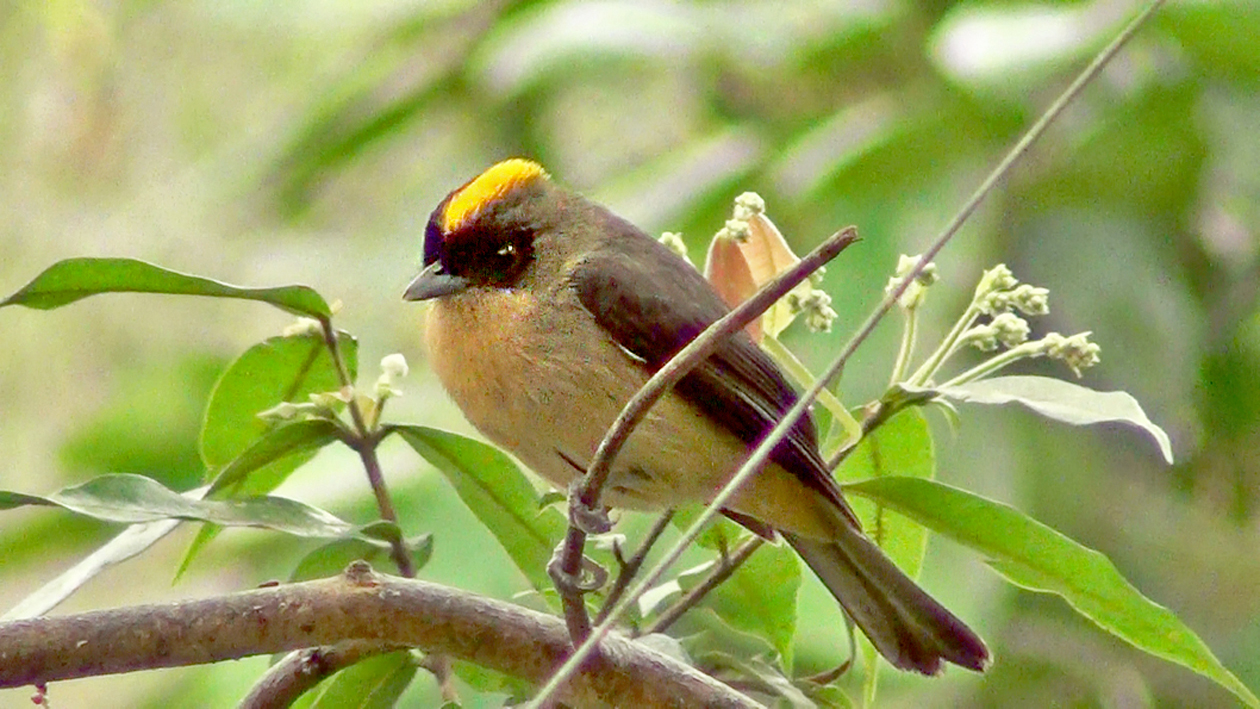 Lanio melanops - Tiê-de-topete (macho)