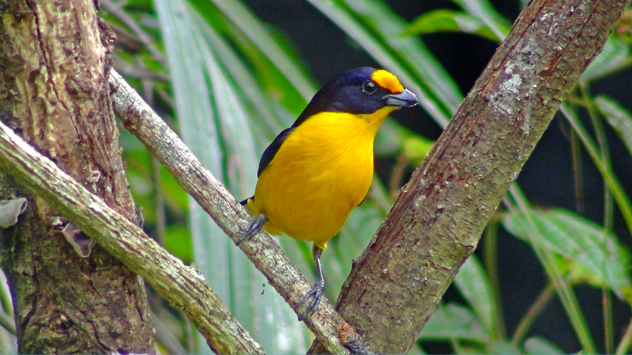 Featured image of post Passaro Preto E Amarelo Pequeno Compartilhar no facebook compartilhar no twitter