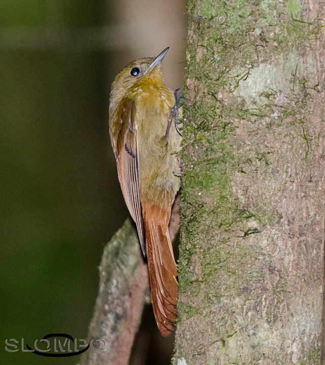 Arapaçu-verde - Sittasomus griseicapillus - Foto de Osmar Slompo