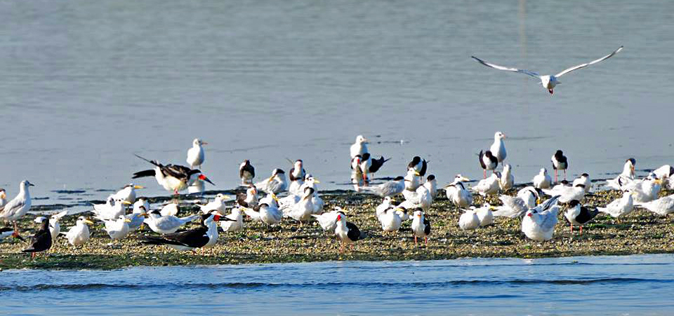 Bando de aves marinhas - Foto de Pedro C. Silva