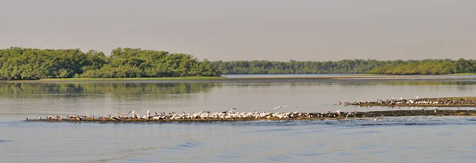 Bando de aves marinhas - Foto de Pedro C. Silva