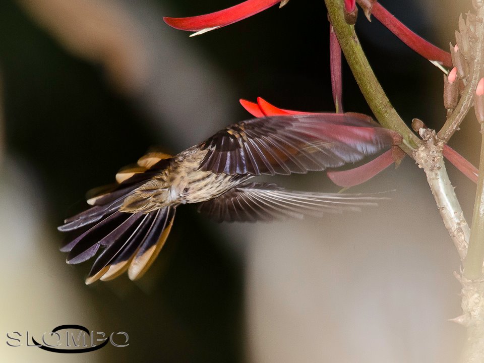 Beija-flor-rajado - Ramphodon naevius - Foto de Osmar Slompo