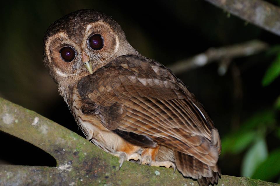 Coruja-do-mato - Strix virgata - Foto de Pedro C. Silva