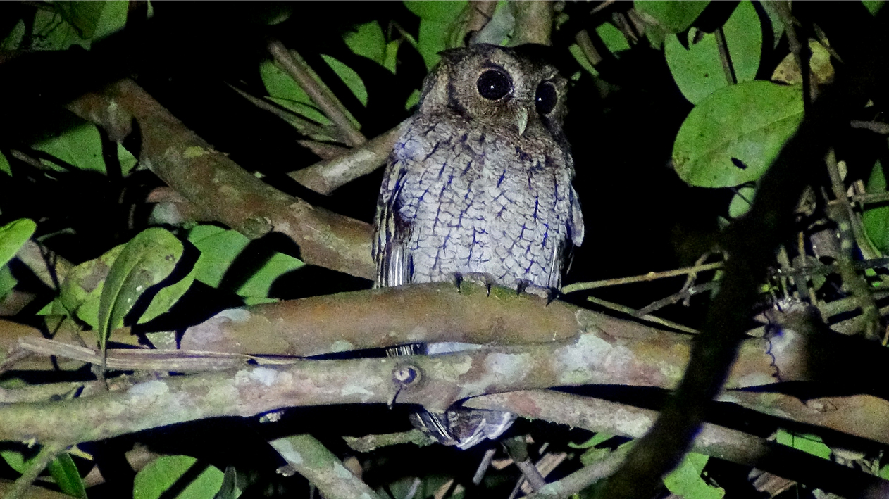 Corujinha-sapo - Megascops atricapilla - Foto de Luciano Breves