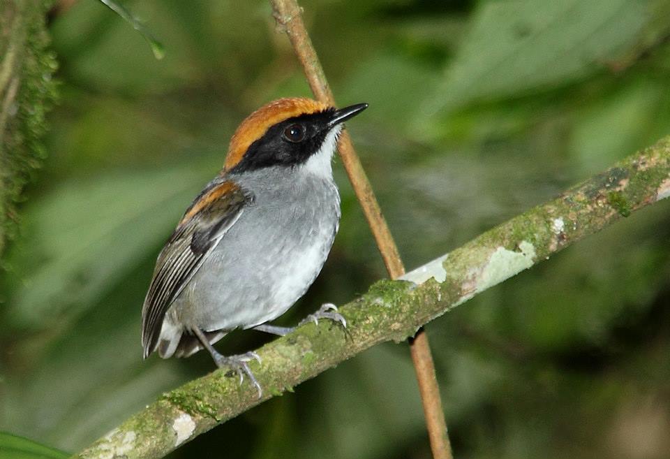 Cuspidor-de-máscara-preta - Conopophaga melanops (macho) - Foto de Tarcísio Pavanelli