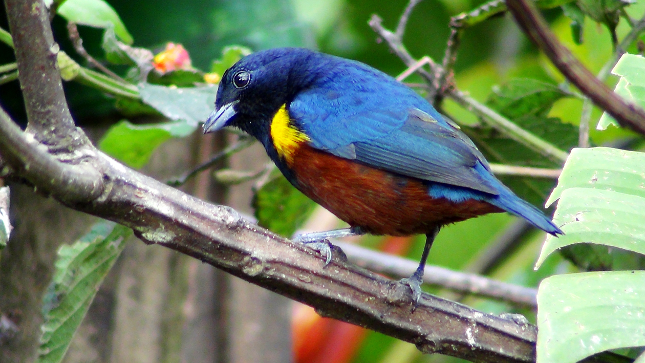 Ferro-velho (Euphonia pectoralis)