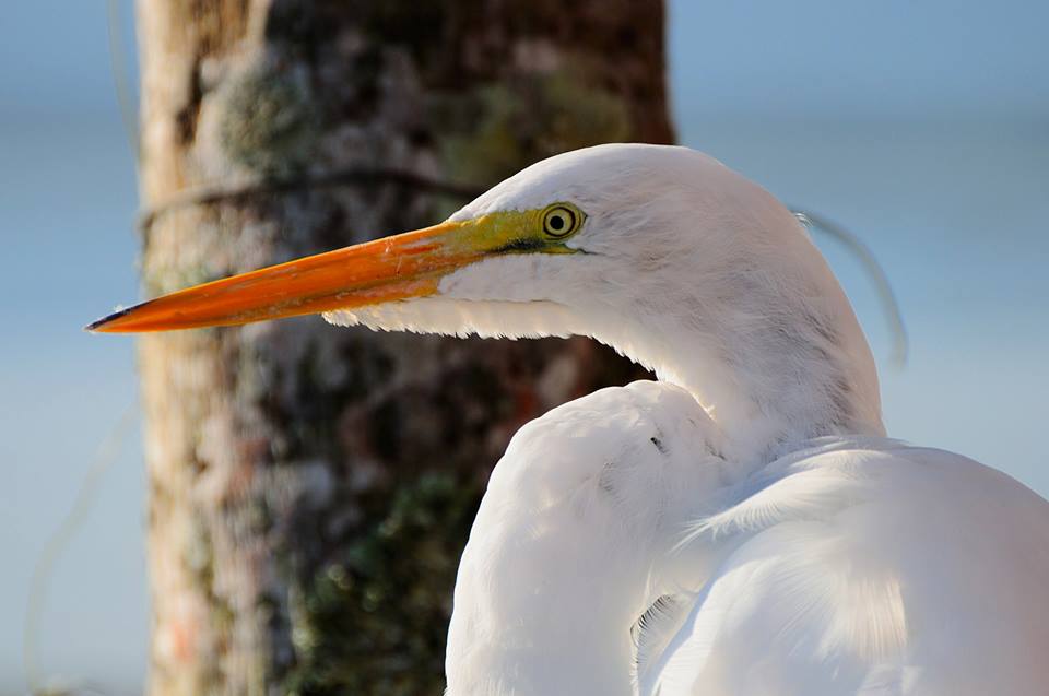 Garça-branca-grande - Ardea alba - Foto de Pedro C. Silva