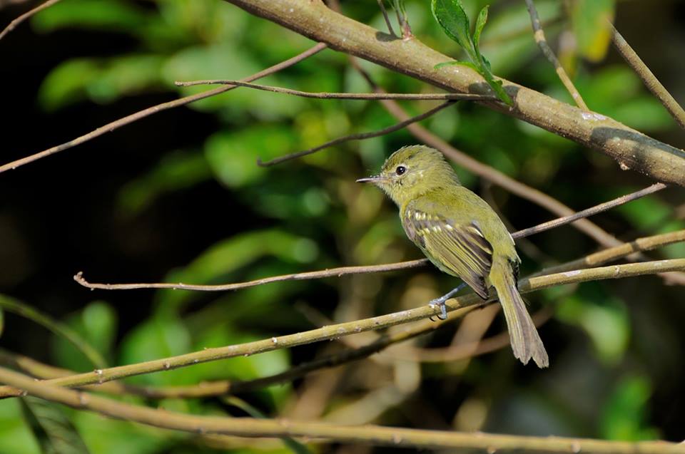 Maria-da-restinga - Phylloscartes Kronei - Foto de Pedro C. Silva