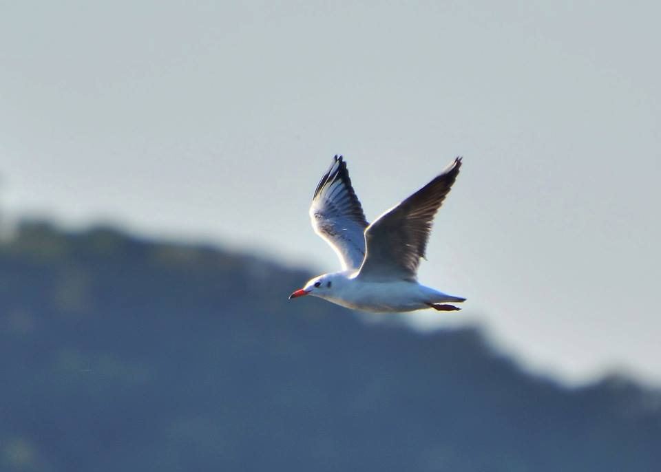 Gaivota-maria-velha - Chroicocephalus maculipennis - Foto de Renato dos Santos