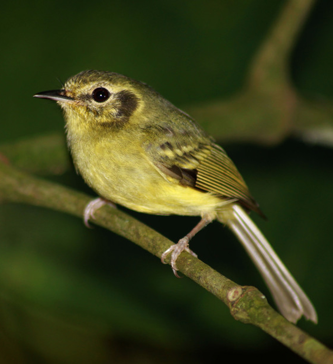 Não-pode-parar - Phylloscartes paulista - Foto de Renato Rocha