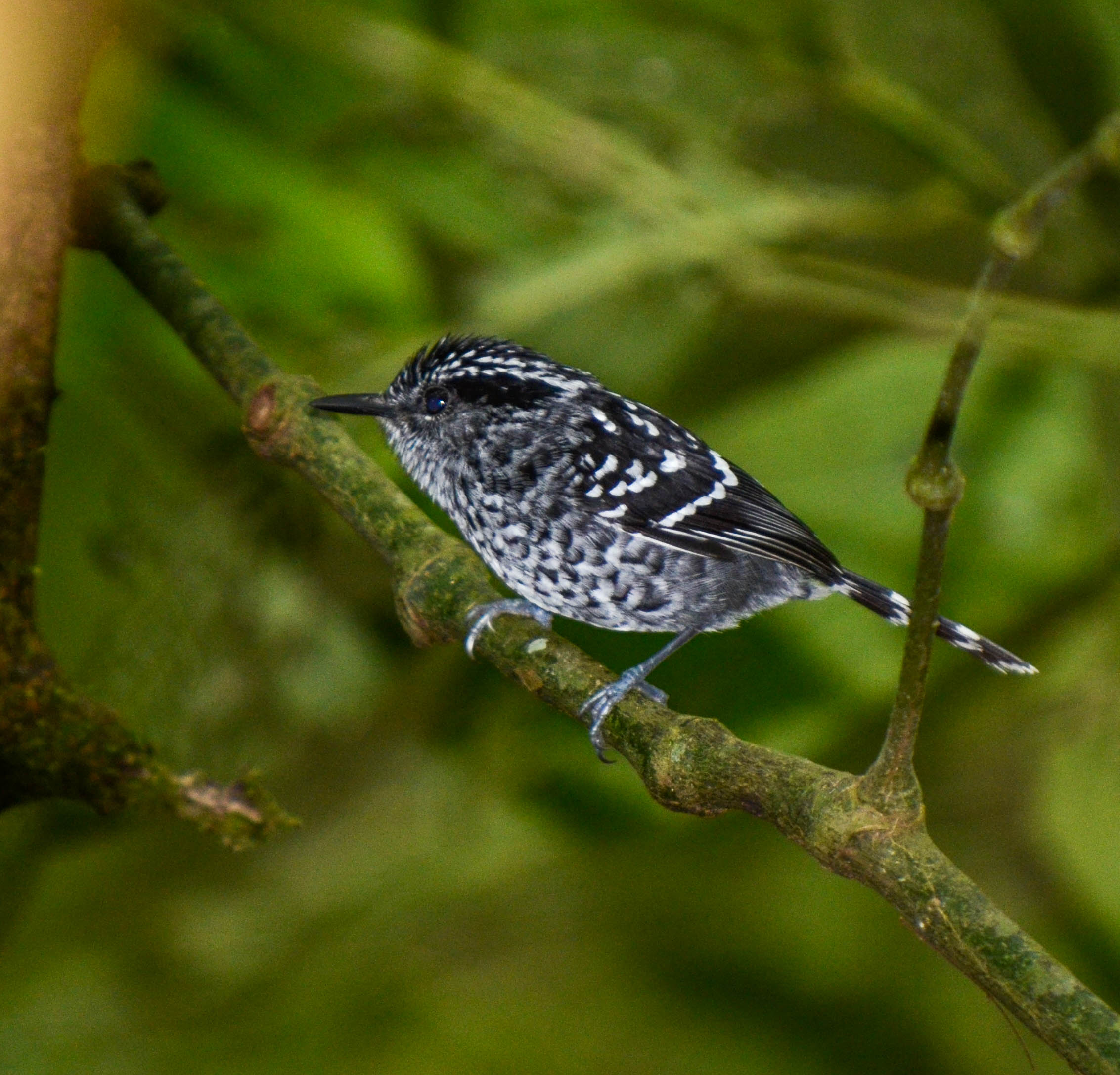 Pintadinho - Drymophila squamata - Foto de Saulo Gomes