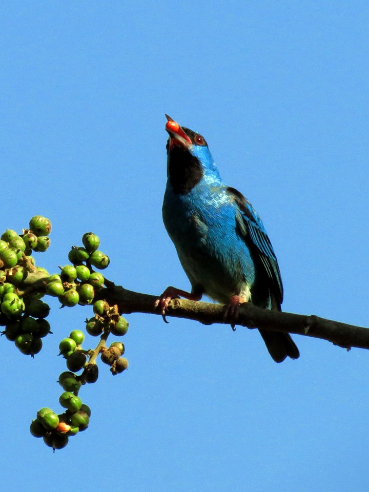 Saí-azul - Dacnis cayana (macho) - Foto de Elizeu Czekalski