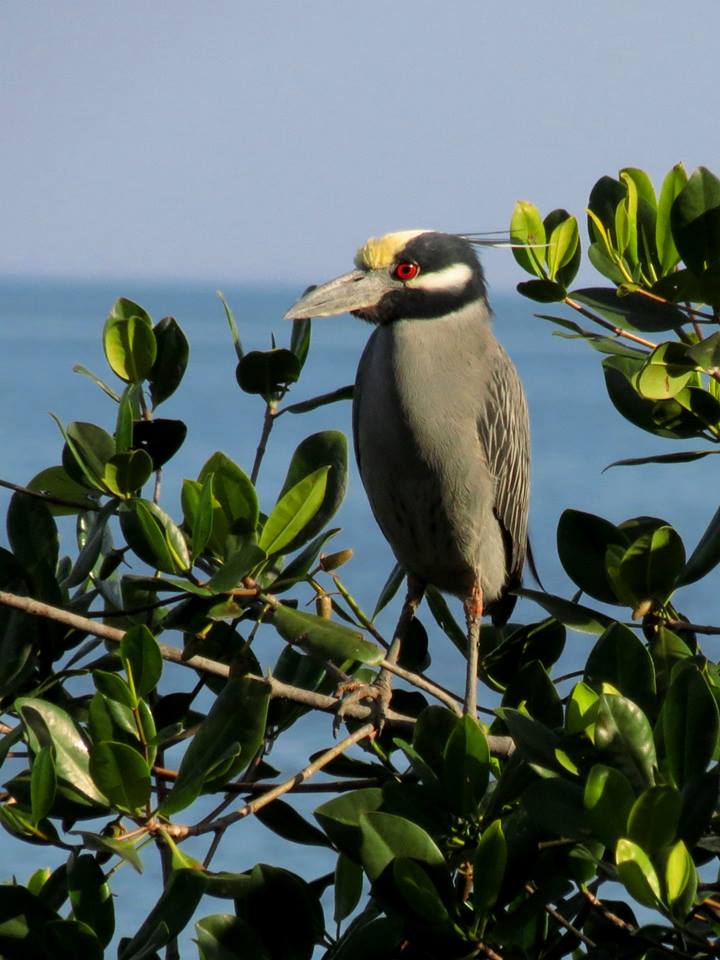 Savacu-de-coroa - Nyctanassa violacea - Foto de Elizeu E. Czekalski