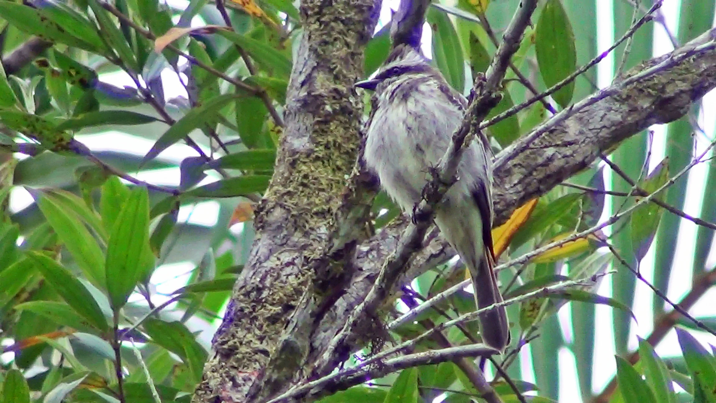 Bem-te-vi-pirata (Legatus leucophaius) - Foto de Luciano Breves