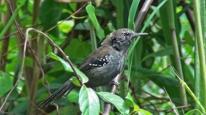 Parana Antwren (Stymphalornis acutirostris)