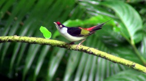 Pin-tailed Manakin (Ilicura militaris)