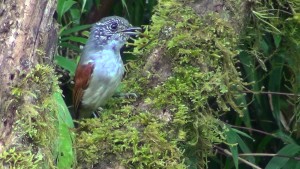 Rufous-backed Antvireo