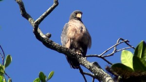 Rufous Crab Hawk (Buteogallus aequinoctialis)